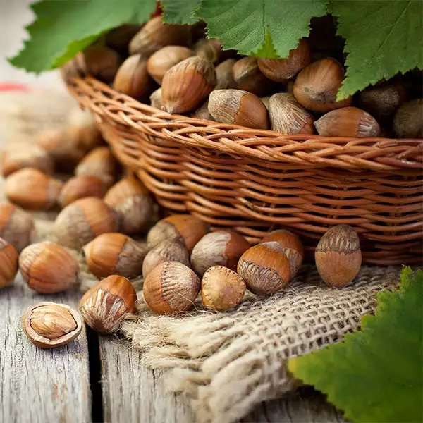 Fast Growing Trees Nut Trees Hazelnut Pollinator Pack 3 Fast Growing Trees Nut Trees Hazelnut Pollinator Pack