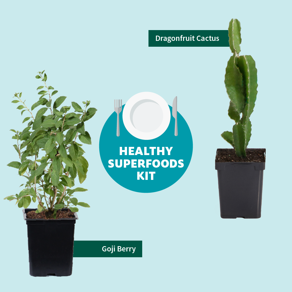 Fast Growing Trees Shop Indoor & Patio Fruit Dragon Fruit Cactus 10 Fast Growing Trees Shop Indoor & Patio Fruit Dragon Fruit Cactus