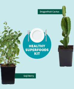 Fast Growing Trees Goji Berry See All Fruit Trees 13 Fast Growing Trees Goji Berry See All Fruit Trees