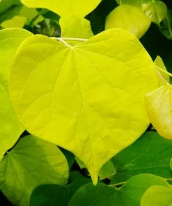 Fast Growing Trees Hearts Of Gold Redbud Tree 9 Fast Growing Trees Hearts Of Gold Redbud Tree