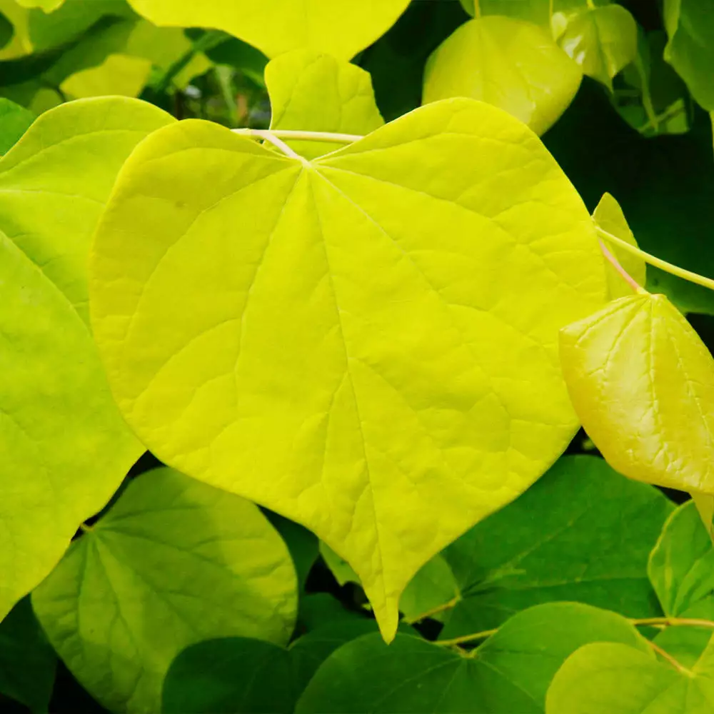 Fast Growing Trees Hearts Of Gold Redbud Tree 5 Fast Growing Trees Hearts Of Gold Redbud Tree