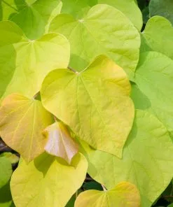 Fast Growing Trees Hearts Of Gold Redbud Tree 10 Fast Growing Trees Hearts Of Gold Redbud Tree