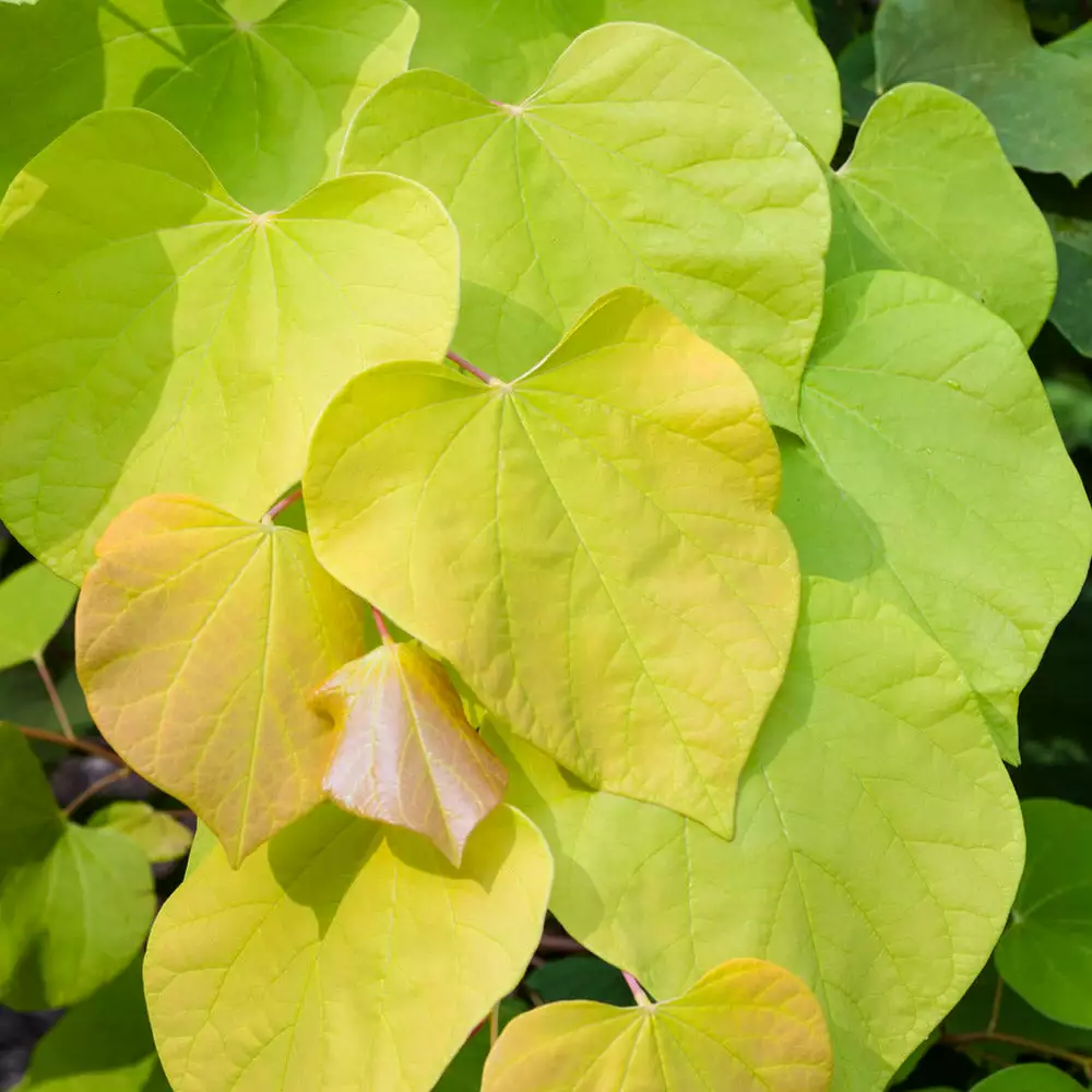 Fast Growing Trees Hearts Of Gold Redbud Tree 6 Fast Growing Trees Hearts Of Gold Redbud Tree