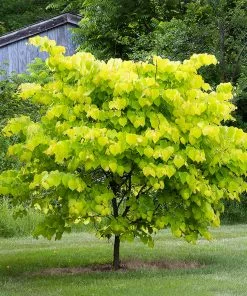 Fast Growing Trees Hearts Of Gold Redbud Tree