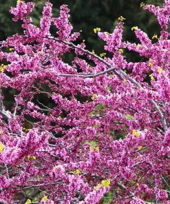 Fast Growing Trees Hearts Of Gold Redbud Tree 11 Fast Growing Trees Hearts Of Gold Redbud Tree