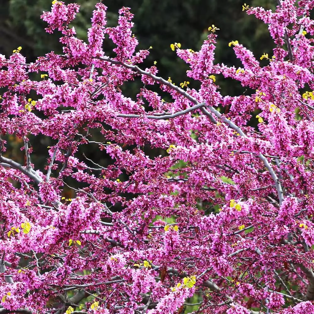 Fast Growing Trees Hearts Of Gold Redbud Tree 7 Fast Growing Trees Hearts Of Gold Redbud Tree