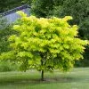 Fast Growing Trees Hearts Of Gold Redbud Tree 2 Fast Growing Trees Hearts Of Gold Redbud Tree