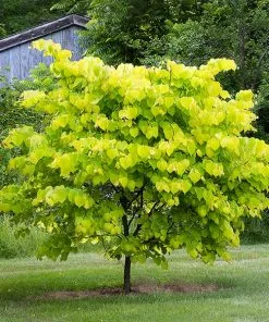 Fast Growing Trees Hearts Of Gold Redbud Tree