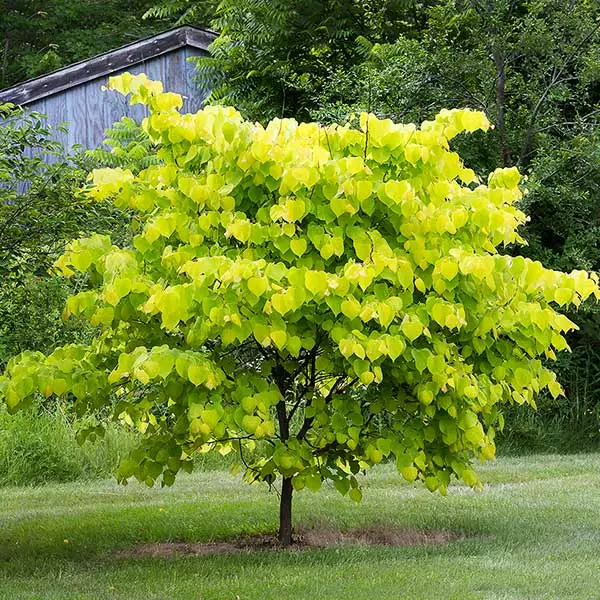 Fast Growing Trees Hearts Of Gold Redbud Tree 3 Fast Growing Trees Hearts Of Gold Redbud Tree