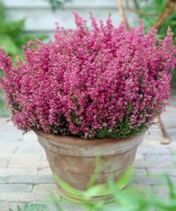 Fast Growing Trees Plants For Sandy Soil Springwood Pink Winter Heath 7 Fast Growing Trees Plants For Sandy Soil Springwood Pink Winter Heath