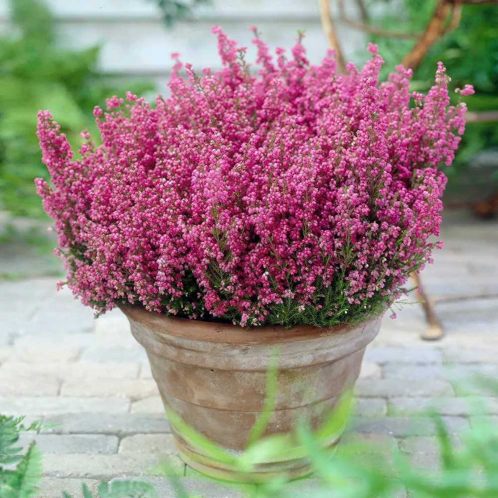 Fast Growing Trees Plants For Sandy Soil Springwood Pink Winter Heath 5 Fast Growing Trees Plants For Sandy Soil Springwood Pink Winter Heath