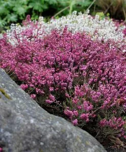 Fast Growing Trees Plants For Sandy Soil Springwood Pink Winter Heath