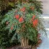 Fast Growing Trees Heavenly Bamboo Nandina Shrub 2 Fast Growing Trees Heavenly Bamboo Nandina Shrub