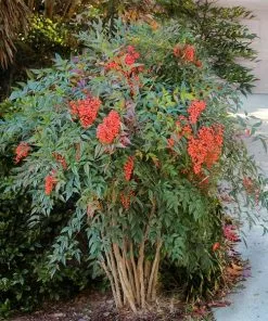 Fast Growing Trees Heavenly Bamboo Nandina Shrub