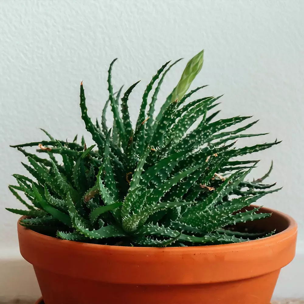 Fast Growing Trees Hedgehog Aloe Plant See All House & Patio 7 Fast Growing Trees Hedgehog Aloe Plant See All House & Patio