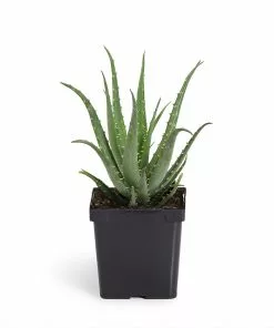 Fast Growing Trees Hedgehog Aloe Plant See All House & Patio 18 Fast Growing Trees Hedgehog Aloe Plant See All House & Patio