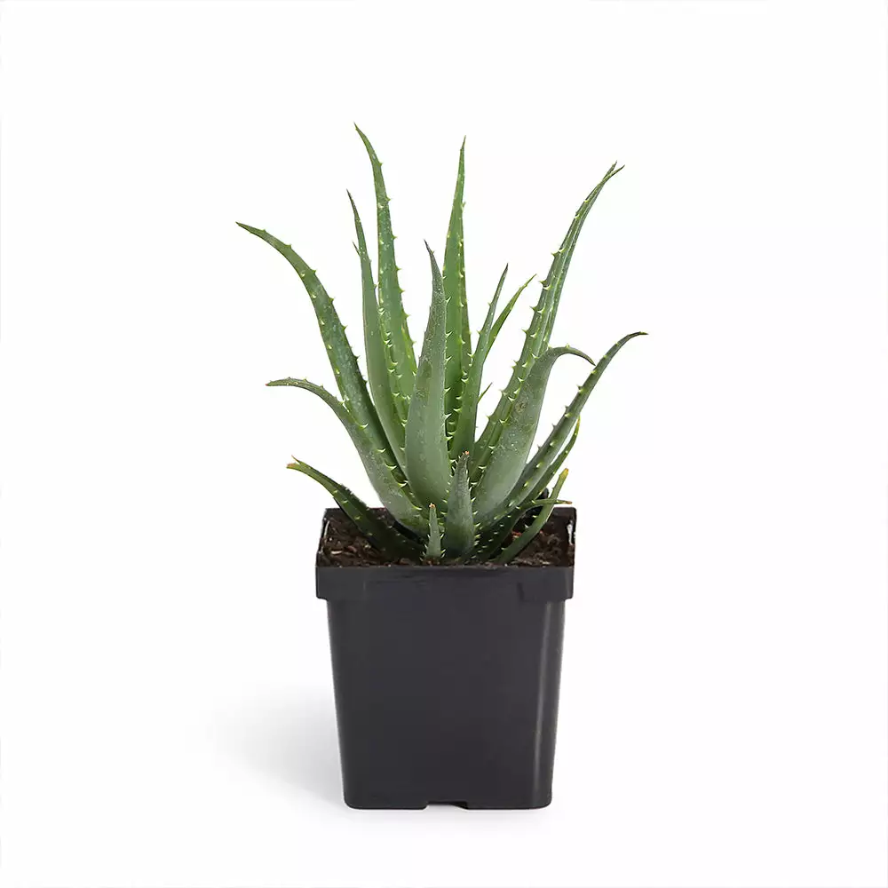 Fast Growing Trees Hedgehog Aloe Plant See All House & Patio 10 Fast Growing Trees Hedgehog Aloe Plant See All House & Patio