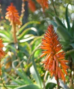 Fast Growing Trees Hedgehog Aloe Plant See All House & Patio 13 Fast Growing Trees Hedgehog Aloe Plant See All House & Patio