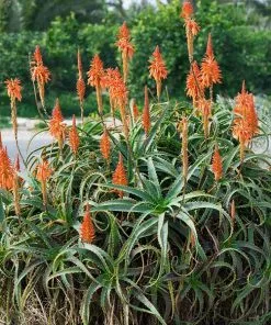 Fast Growing Trees Hedgehog Aloe Plant See All House & Patio