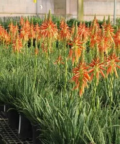 Fast Growing Trees Hedgehog Aloe Plant See All House & Patio 14 Fast Growing Trees Hedgehog Aloe Plant See All House & Patio