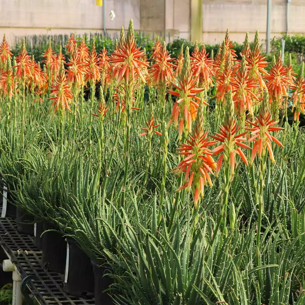 Fast Growing Trees Hedgehog Aloe Plant See All House & Patio 6 Fast Growing Trees Hedgehog Aloe Plant See All House & Patio