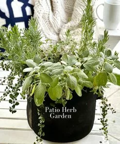 Fast Growing Trees Patio Herb Garden Urban/Patio Gardening