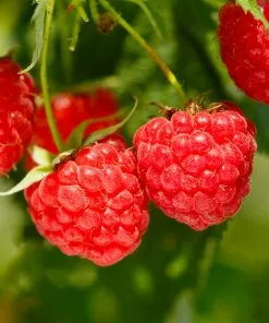 Fast Growing Trees Raspberry Bushes Heritage Everbearing Raspberry Plant