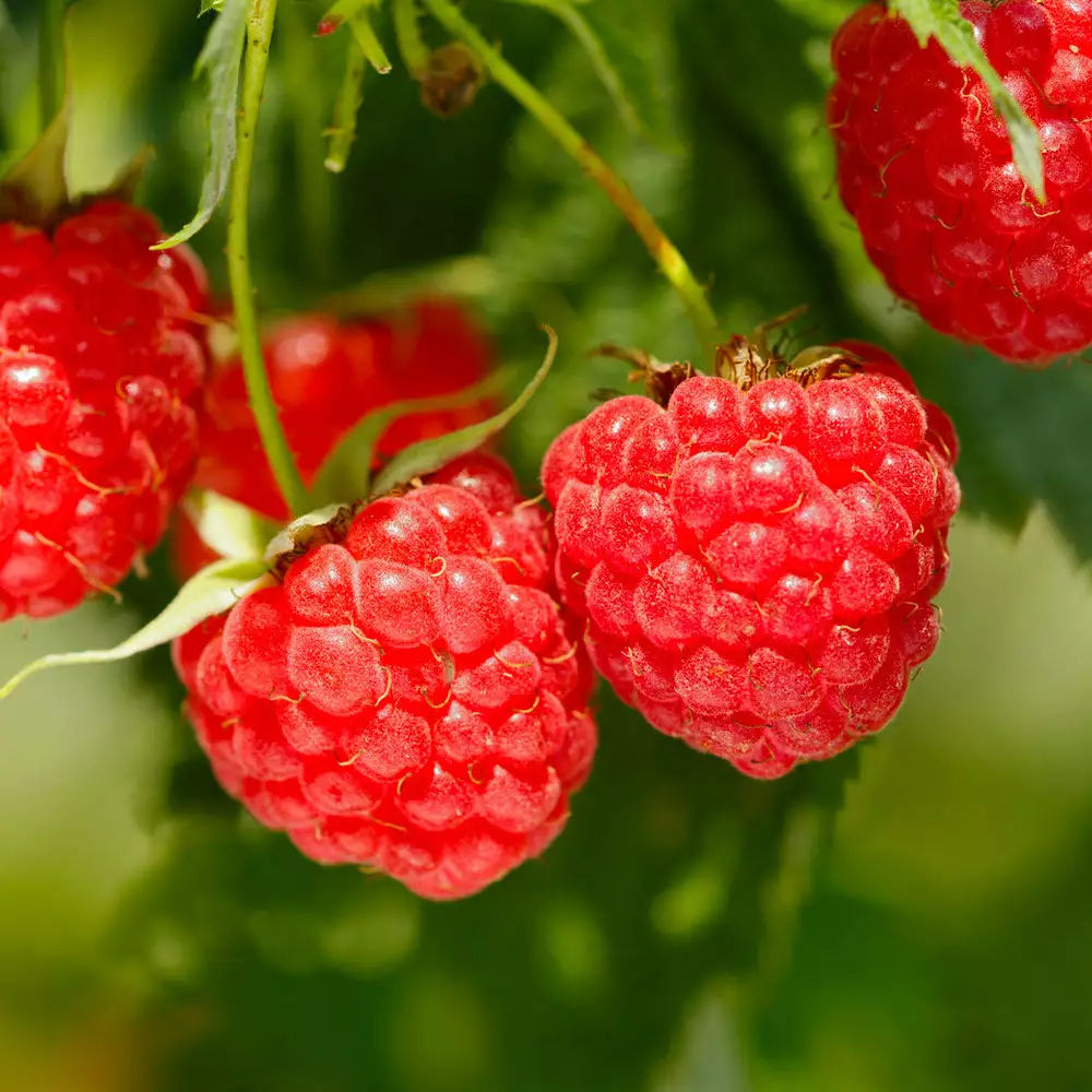 Fast Growing Trees Raspberry Bushes Heritage Everbearing Raspberry Plant 4 Fast Growing Trees Raspberry Bushes Heritage Everbearing Raspberry Plant