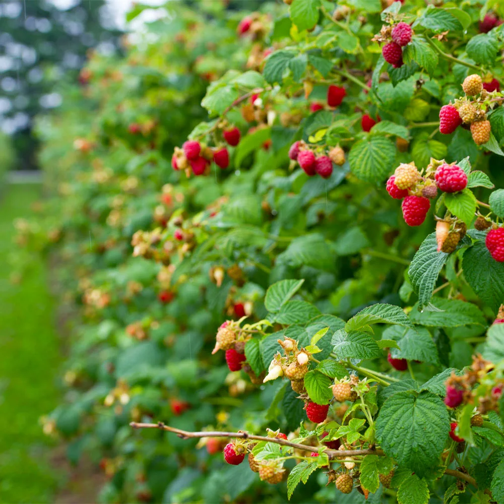 Fast Growing Trees Raspberry Bushes Heritage Everbearing Raspberry Plant 5 Fast Growing Trees Raspberry Bushes Heritage Everbearing Raspberry Plant