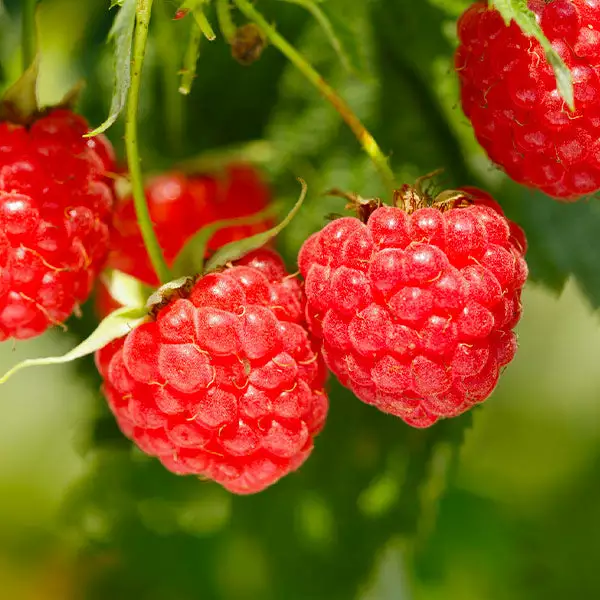 Fast Growing Trees Raspberry Bushes Heritage Everbearing Raspberry Plant 3 Fast Growing Trees Raspberry Bushes Heritage Everbearing Raspberry Plant
