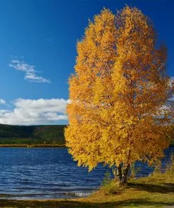 Fast Growing Trees Heritage® River Birch 14 Fast Growing Trees Heritage® River Birch