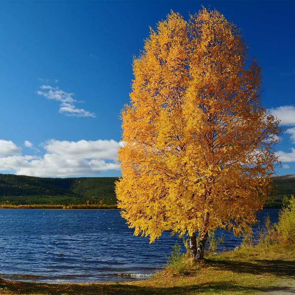 Fast Growing Trees Heritage® River Birch 8 Fast Growing Trees Heritage® River Birch