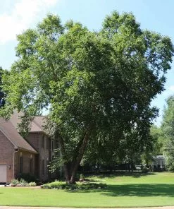 Fast Growing Trees Heritage® River Birch 15 Fast Growing Trees Heritage® River Birch