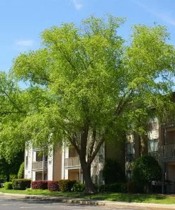 Fast Growing Trees Heritage® River Birch 11 Fast Growing Trees Heritage® River Birch