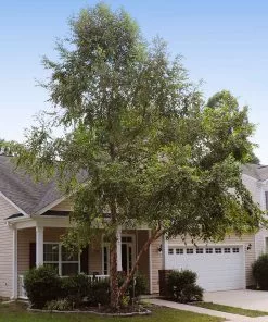 Fast Growing Trees Heritage® River Birch 12 Fast Growing Trees Heritage® River Birch