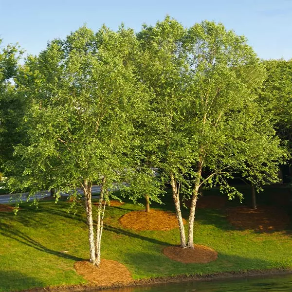 Fast Growing Trees Heritage® River Birch 3 Fast Growing Trees Heritage® River Birch
