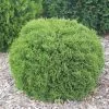Fast Growing Trees Arborvitae Trees Hetz Midget Thuja Shrub