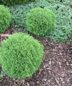 Fast Growing Trees Arborvitae Trees Hetz Midget Thuja Shrub 9 Fast Growing Trees Arborvitae Trees Hetz Midget Thuja Shrub