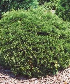 Fast Growing Trees Arborvitae Trees Hetz Midget Thuja Shrub 10 Fast Growing Trees Arborvitae Trees Hetz Midget Thuja Shrub
