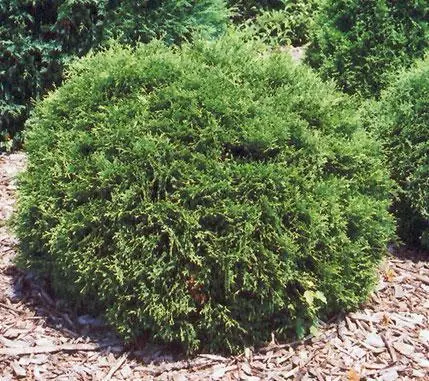 Fast Growing Trees Arborvitae Trees Hetz Midget Thuja Shrub 6 Fast Growing Trees Arborvitae Trees Hetz Midget Thuja Shrub