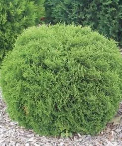 Fast Growing Trees Arborvitae Trees Hetz Midget Thuja Shrub