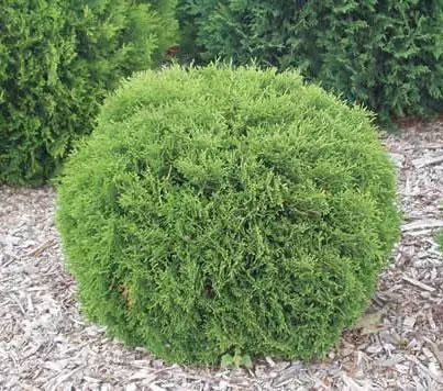 Fast Growing Trees Arborvitae Trees Hetz Midget Thuja Shrub 4 Fast Growing Trees Arborvitae Trees Hetz Midget Thuja Shrub