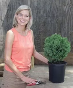 Fast Growing Trees Arborvitae Trees Hetz Midget Thuja Shrub 11 Fast Growing Trees Arborvitae Trees Hetz Midget Thuja Shrub