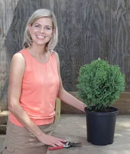 Fast Growing Trees Arborvitae Trees Hetz Midget Thuja Shrub 7 Fast Growing Trees Arborvitae Trees Hetz Midget Thuja Shrub