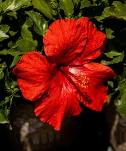 Fast Growing Trees See All Flowering Trees First To Arrive™ Hollywood® Hibiscus 9 Fast Growing Trees See All Flowering Trees First To Arrive™ Hollywood® Hibiscus