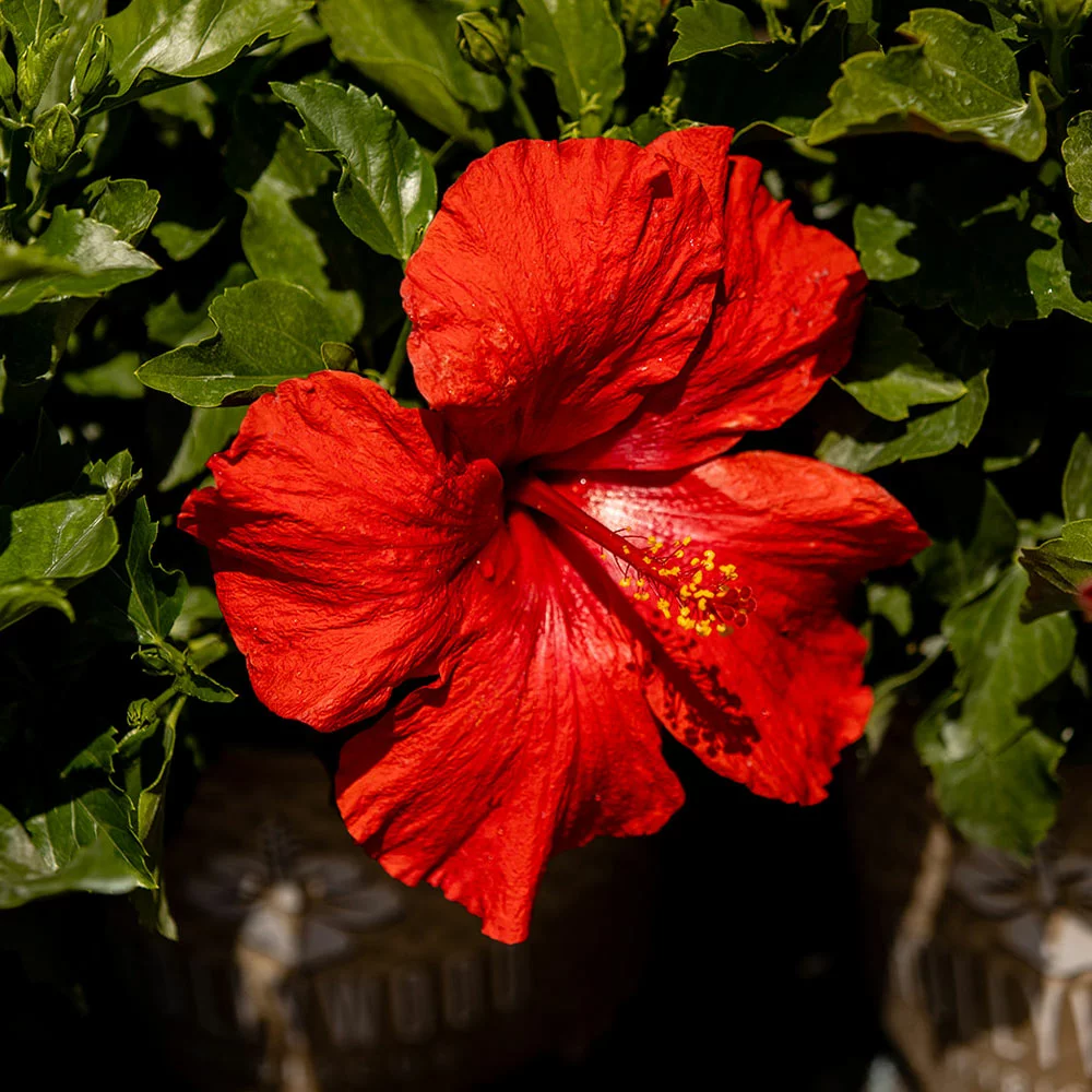 Fast Growing Trees See All Flowering Trees First To Arrive™ Hollywood® Hibiscus 6 Fast Growing Trees See All Flowering Trees First To Arrive™ Hollywood® Hibiscus