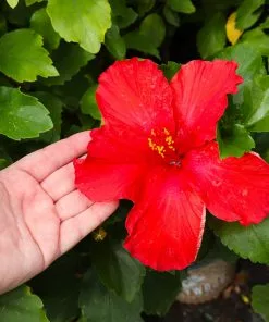 Fast Growing Trees See All Flowering Trees First To Arrive™ Hollywood® Hibiscus 8 Fast Growing Trees See All Flowering Trees First To Arrive™ Hollywood® Hibiscus