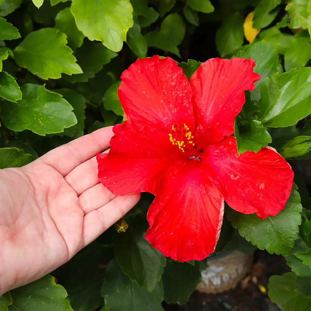 Fast Growing Trees See All Flowering Trees First To Arrive™ Hollywood® Hibiscus 5 Fast Growing Trees See All Flowering Trees First To Arrive™ Hollywood® Hibiscus