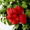 Fast Growing Trees See All Flowering Trees First To Arrive™ Hollywood® Hibiscus 2 Fast Growing Trees See All Flowering Trees First To Arrive™ Hollywood® Hibiscus