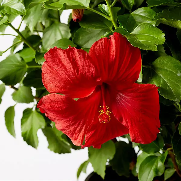 Fast Growing Trees See All Flowering Trees First To Arrive™ Hollywood® Hibiscus 3 Fast Growing Trees See All Flowering Trees First To Arrive™ Hollywood® Hibiscus